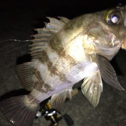 週末メバリング