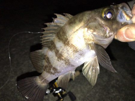 週末メバリング