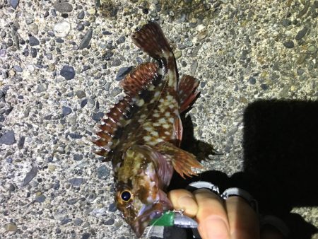 珍しい魚も釣れました！