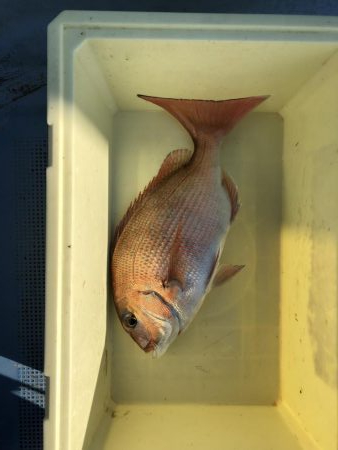 マダイ苦戦模様