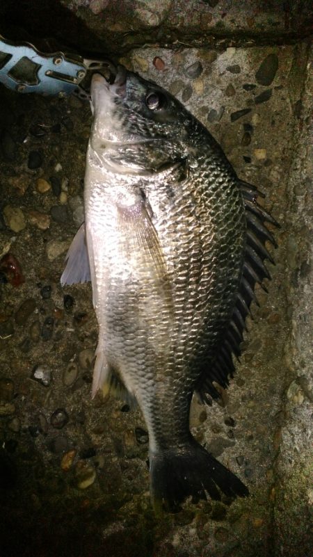 初フィッシュ！