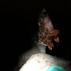 前田お疲れ伝説