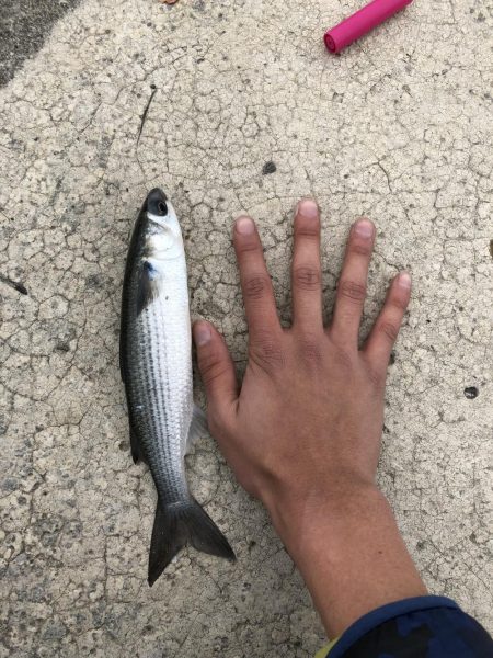 イナの大群襲来