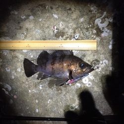 今宵もプラグ縛りメバリング