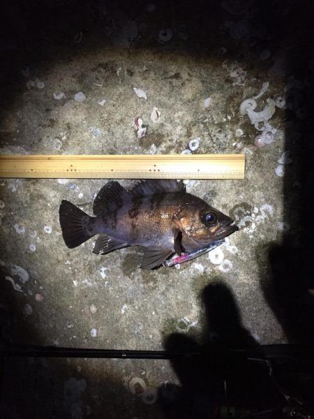 今宵もプラグ縛りメバリング