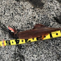 ヤリイカ自己記録更新！