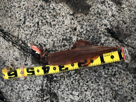 ヤリイカ自己記録更新！