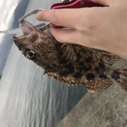 ワインドライトゲーム