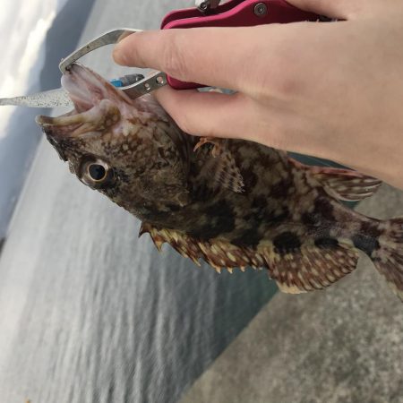 ワインドライトゲーム