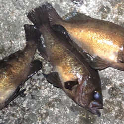 サイズはgood、数はbad。