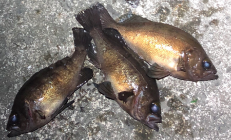 サイズはgood、数はbad。