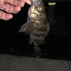 NEWのロッド鱗付けに