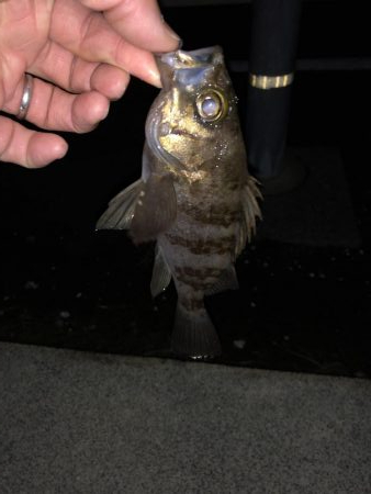 NEWのロッド鱗付けに