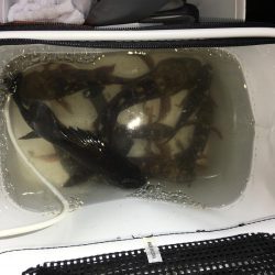 貧果から脱出です