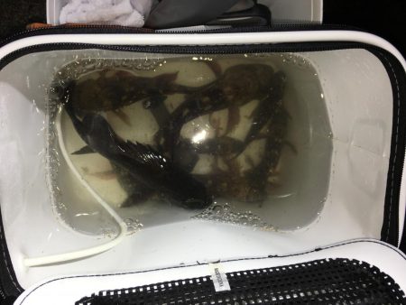 貧果から脱出です