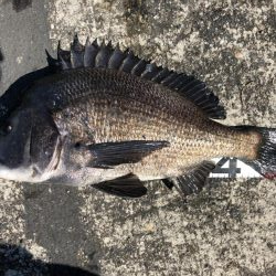 姫路港乗っ込み？