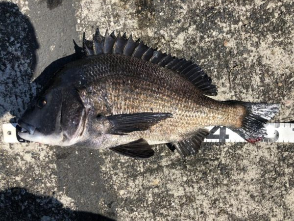 姫路港乗っ込み？