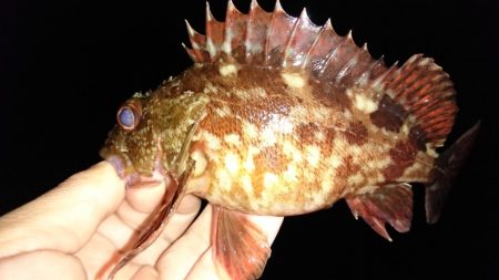 ガシラの魚影濃い