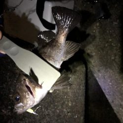 渋めメバリング