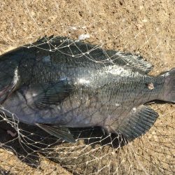 大島新ホリモンでグレ