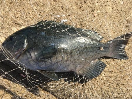 大島新ホリモンでグレ