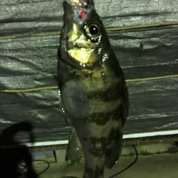 前日に引き続きメバリング