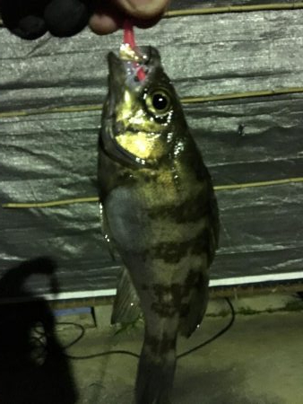 前日に引き続きメバリング