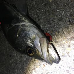 延べ竿でシーバス