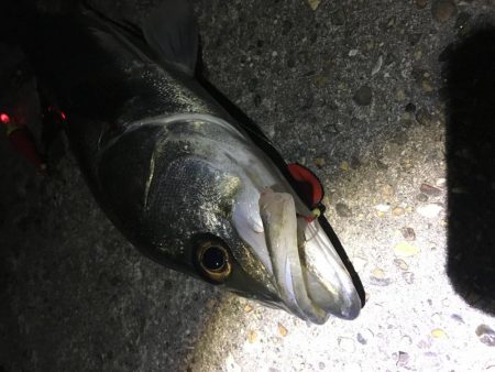 延べ竿でシーバス