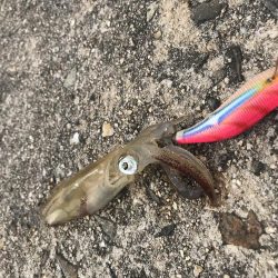 アオリイカを求めて