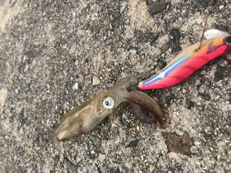 アオリイカを求めて