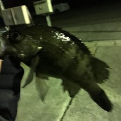 我慢のメバリング