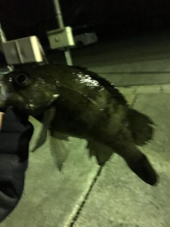 我慢のメバリング