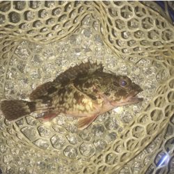 ガシラ・メバル