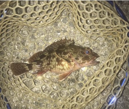 ガシラ・メバル