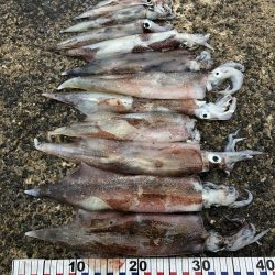 ヤリイカ ツ抜け達成