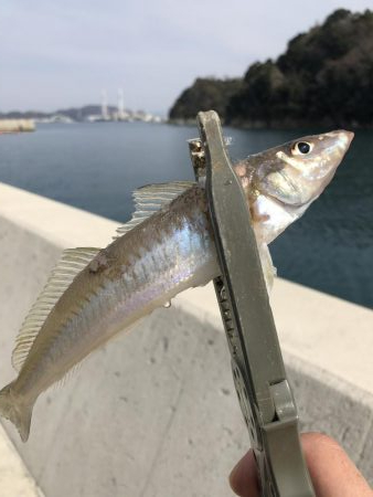 アジングのはずが