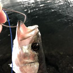 チーバスからのハネ