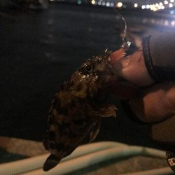 ２週間ぶりの釣行