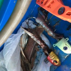 洲本沖タチウオ