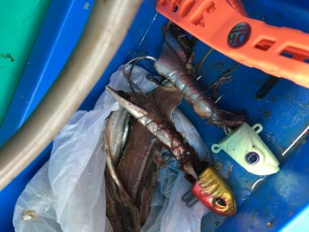 洲本沖タチウオ