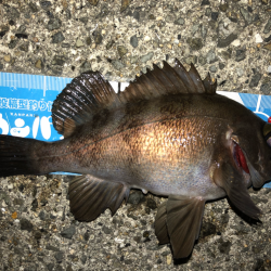 ど干潮メバリング