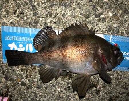 ど干潮メバリング