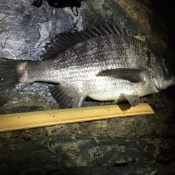 メバルさん何処に〜