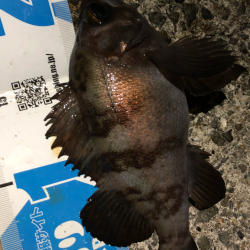 ぼちぼちメバリング