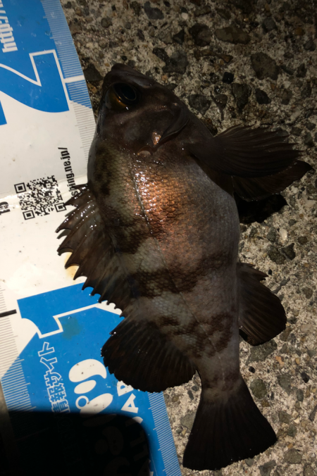 ぼちぼちメバリング