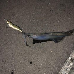 イカが食べたくて…