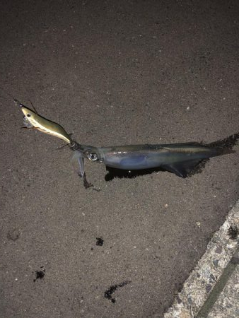 イカが食べたくて…