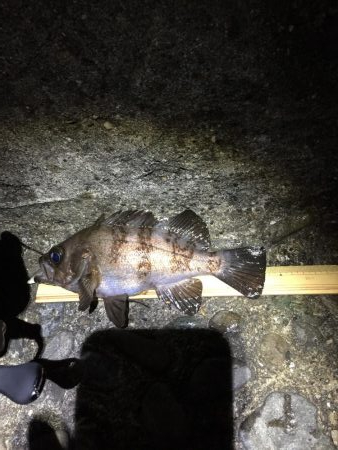 メバリングがチニングに