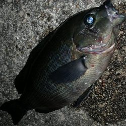 美味しい寒グレ！